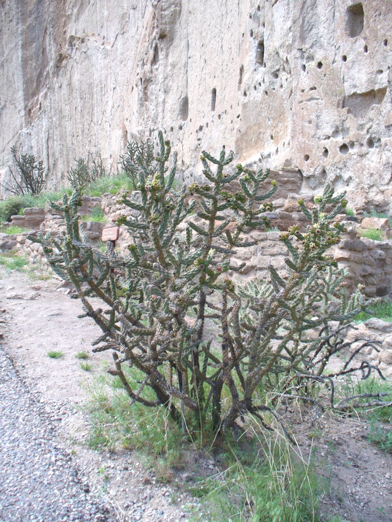 Cholla cactus 1