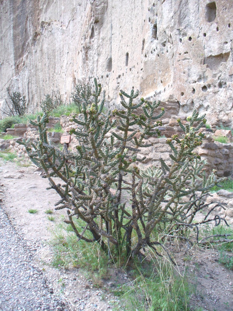 Cholla cactus 1