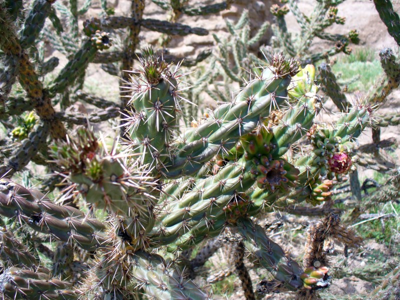 Cholla cactus 2